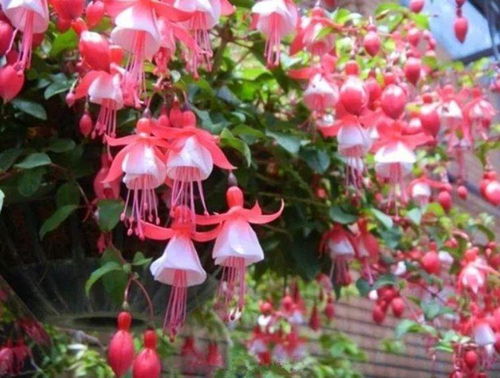 广东种花总死？别急，来堪堪这三款耐热花卉吧！