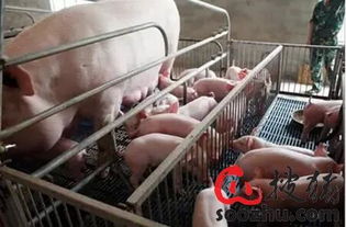 提升母猪年产仔关键技术，打造高效养殖模式