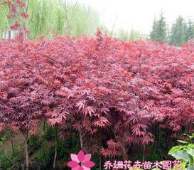 红枫树苗移栽后的恢复时间