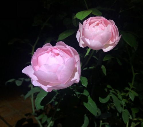 权杖之岛月季，美丽背后的故事