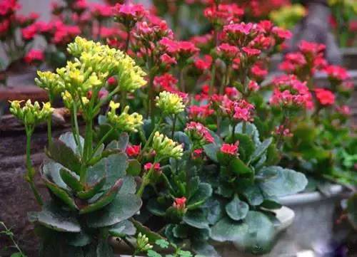 北方12月， 这些花开得正好