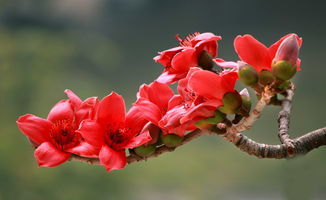 木棉花白色，用途广泛