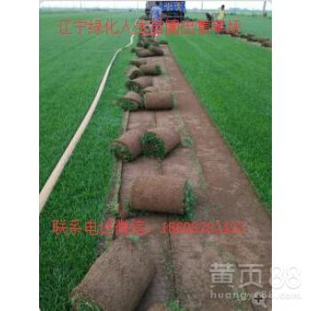 北方庭院草坪种什么耐寒耐旱草好