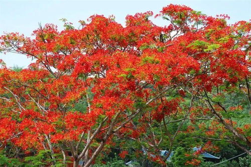 老花农的经验：南方养瓶刷，北方种红龙