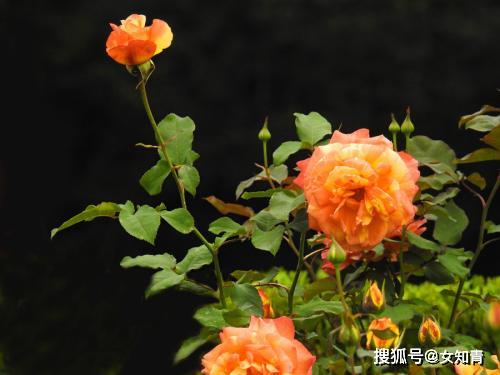 叶面施肥， 快速补充营养