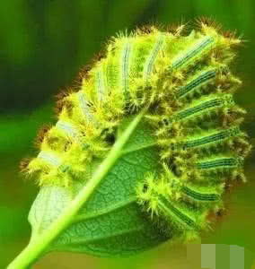 板栗叶子有毒吗？