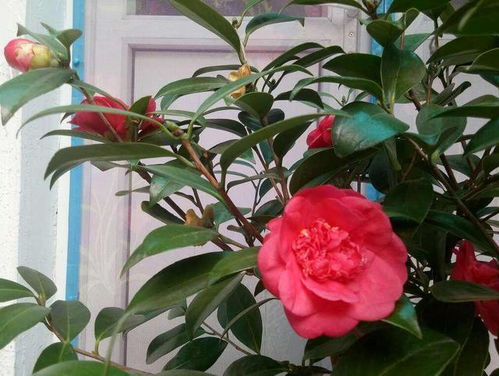 茶花干枝子和干尖之谜