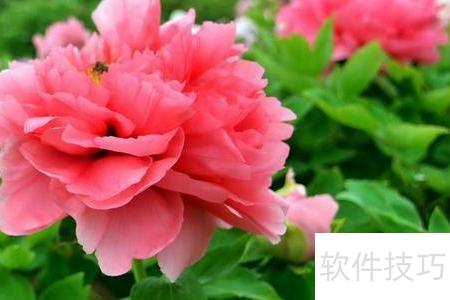 牡丹品种大盘点