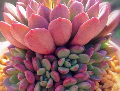 接着把刚刚脱完盆的多肉植物放进盆子里,再将混合土补进盆器与植物间的空隙,可依用夹子辅助,稍微将介质压一压,让介质梗紧实,不用担心会塞太满,主要原因是石头与石头间会有缝隙,根系也不容易闷住。