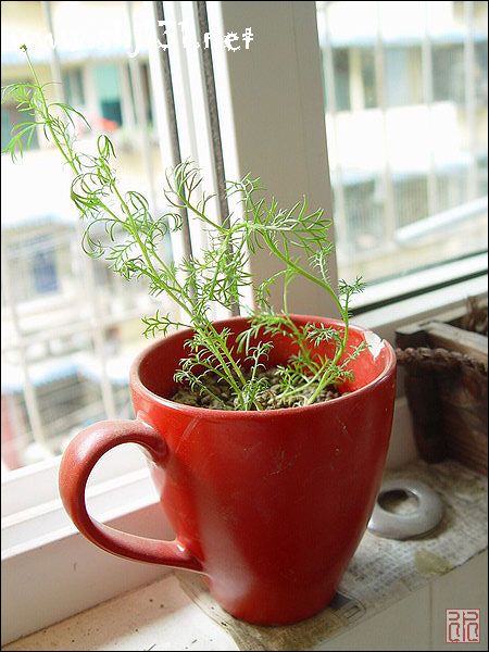 “五大低糖花卉排行榜，养眼又养生！”