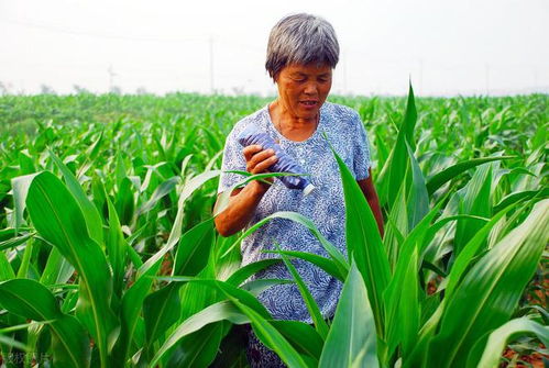 玉米防治蚜虫，打药时间你了解吗？