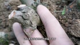 冬天月季修剪，别让“偏冠”成为烦恼