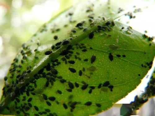 苗木病虫害特点详解