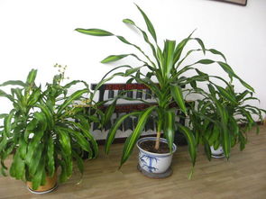 办公室里的绿色小天地