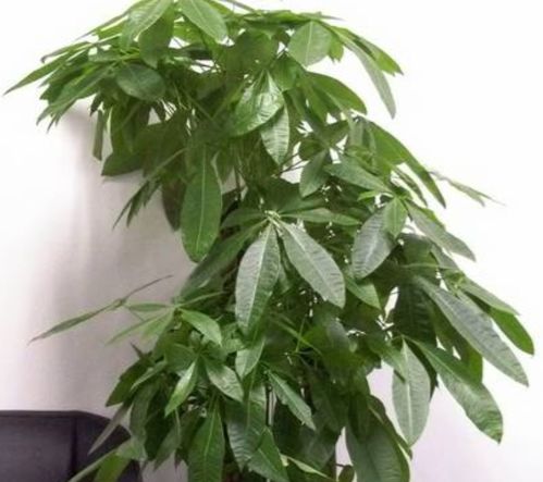 七片叶子， 代表着自然和谐与平衡