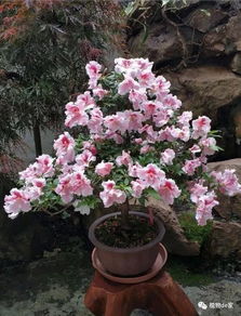 耐寒品种是关键