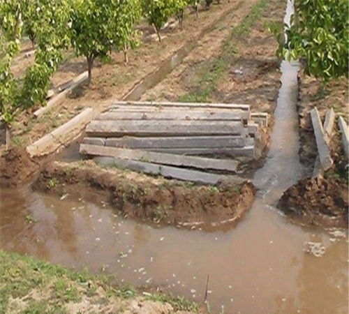 修剪与灌溉：促进松树生长的双重保障