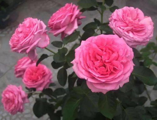 植物“吐水”，你知道吗？