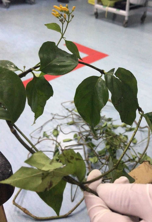 绿植养护，新手也嫩上手