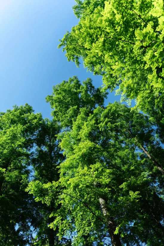 自然界的绿意名录， 树木大全的名字和图片展示