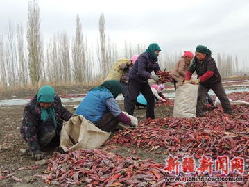 新疆巴州博湖县乡政府人民东路：农资店一网打尽