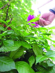 牡丹种植小秘籍：细节决定成败