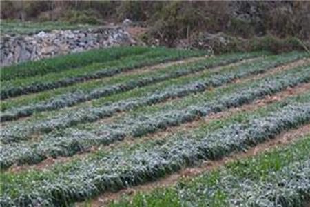 燕麦霜冻危害：减产、品质下降、病虫害风险增