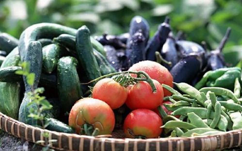 先正达蔬菜种子业务员的活儿怎么样？待遇和发展前景到底如何？