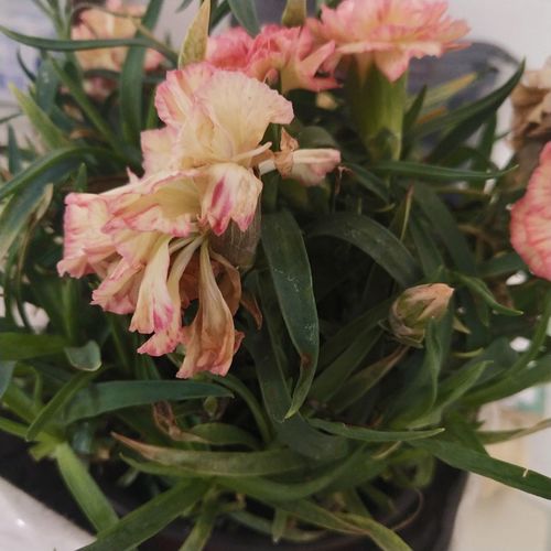 水培杜鹃花可行！掌握技巧，养花无忧~