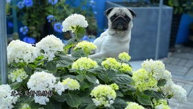 阳台党重点关注这五样：山茶花、 食用蕨菜、折耳根、虎耳草、多肉观音莲