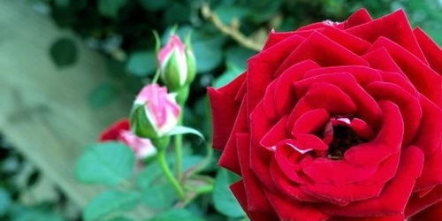 月季苗激素过多怎么办？