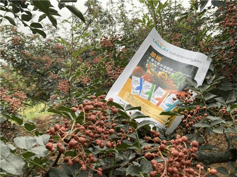 庭院种植花椒如何根据高产栽培技术进行科学管理