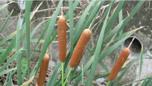 香蒲成熟的神奇时刻