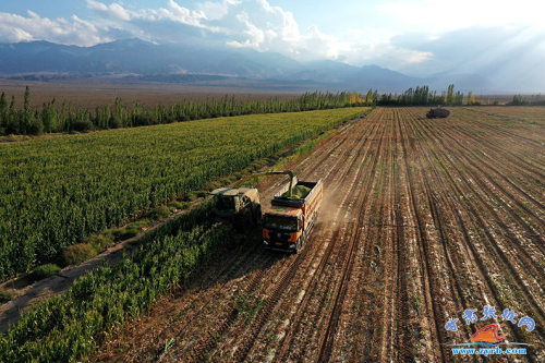 羊草加冷蒿，冬天的绿色守护神