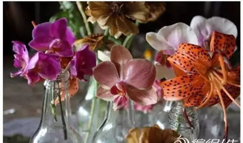 揭秘：畜牧业中的永生花，其花瓣是否会凋谢？
