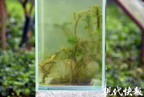开运竹水养时如何调整水质和光照