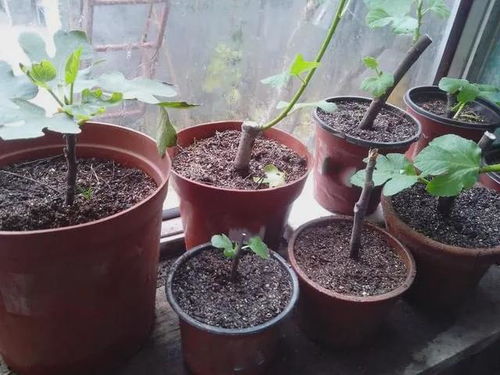 家庭盆栽菊花插芽，是将菊花枝条插入土壤或水中