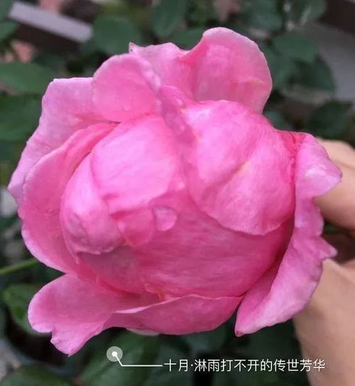 二、 女人遗产月季的缺点