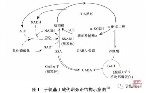 饲料中添加氨基丁酸对氨基酸平衡有何影响及适宜添加量？