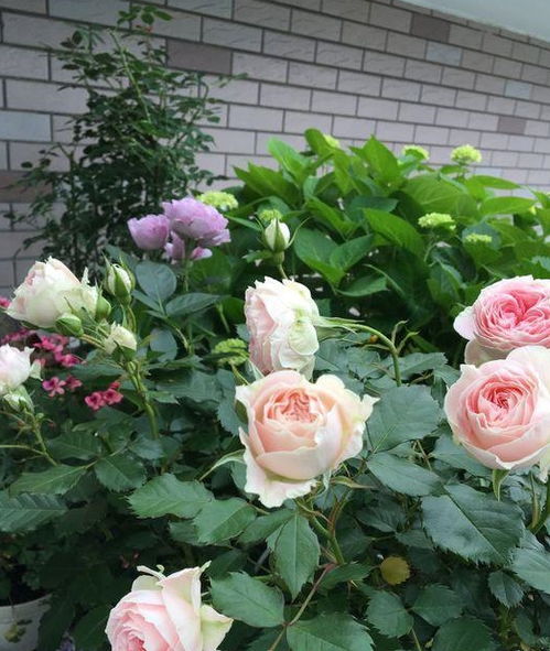 月季：四季开花，花色丰富