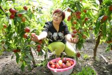 新疆果农的祖传秘方