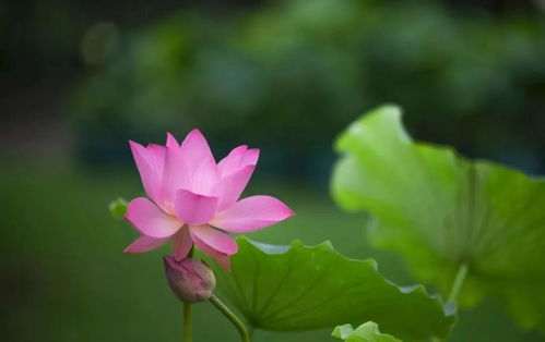 睡莲花的神奇之旅