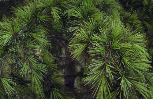 针叶松的生长方位揭秘