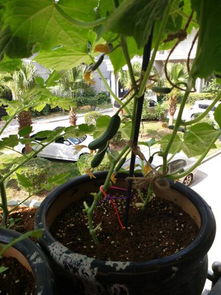 山东曲阜的播种诀窍