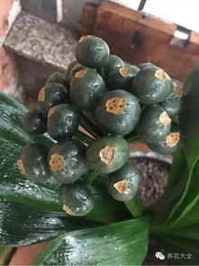 君子兰剪下花茎，还能再开花吗