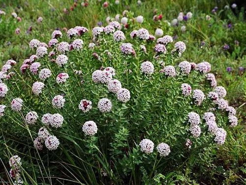 气候差异与种植选择
