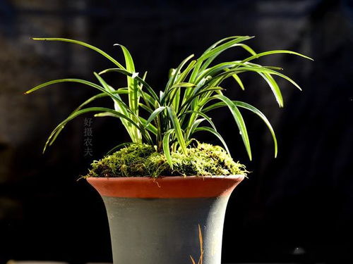 兰花百菌清：使用频率揭秘