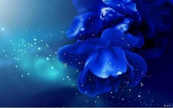 蓝色妖姬，黑夜中的璀璨星光花语