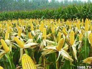 玉米成熟后是直接按籽粒卖划算还是加工成连杆青饲料出售更盈利？