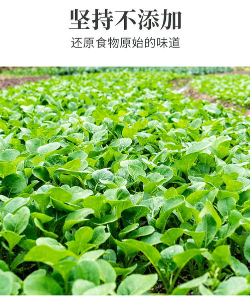 蔬菜的乐园